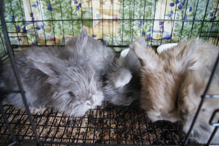 English Angora Rabbits For Sale In Illinois Usa Rabbit Breeders