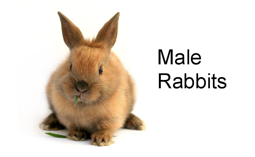 How To Tell Male Or Female On Rabbits 109
