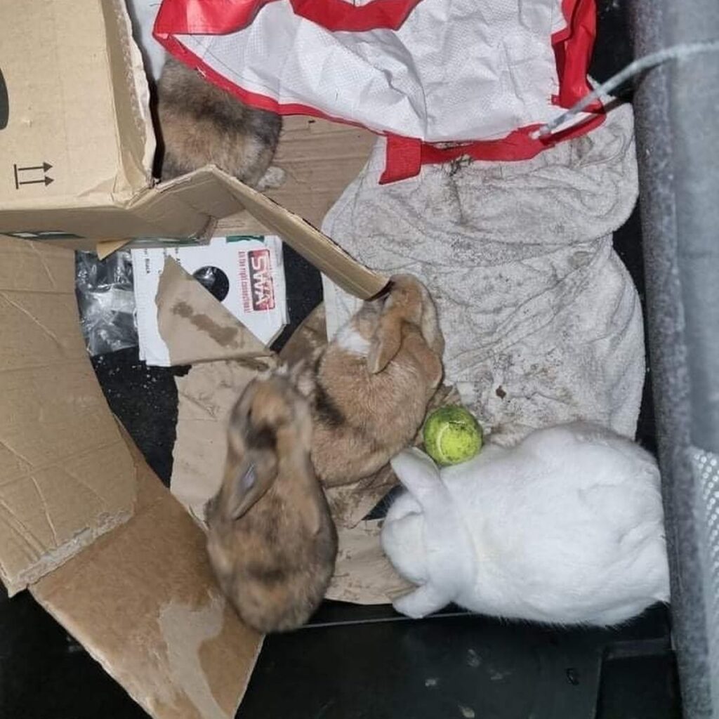 Anger as pet rabbits found dumped in woodland in Bradford