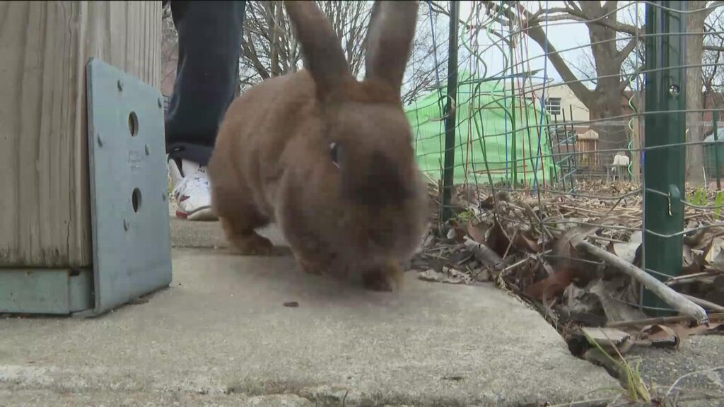 Bunny Bandit Returns Beloved Pet to Johns Creek Family