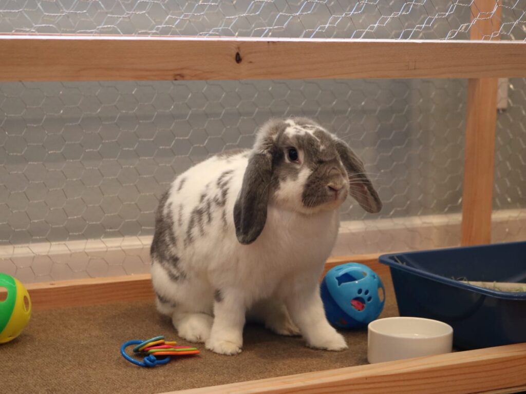 Bunny Mom Shares Amazing Way She Litter Box Trained Her Rabbits