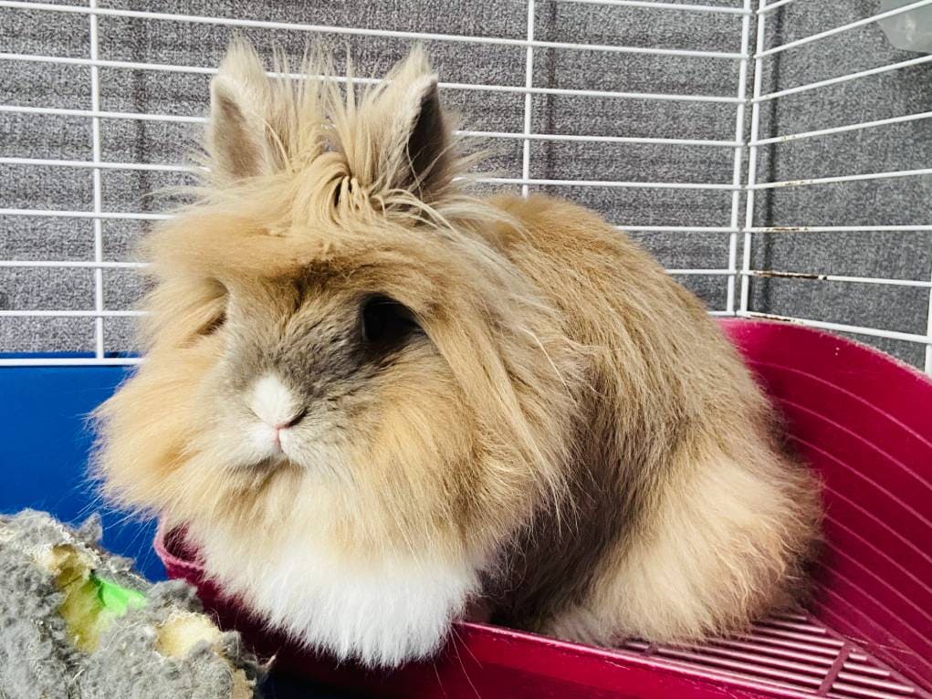 Bunny Mom Shares Amazing Way She Litter Box Trained Her Rabbits