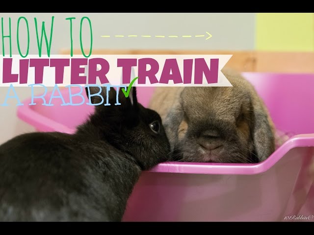 Bunny Mom Shares Amazing Way She Litter Box Trained Her Rabbits