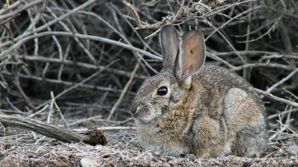 Deadly virus outbreak in South Africa affects rabbits and hares