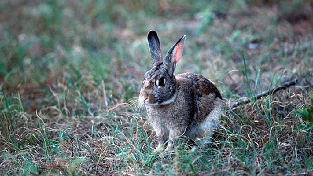 Deadly virus outbreak in South Africa affects rabbits and hares