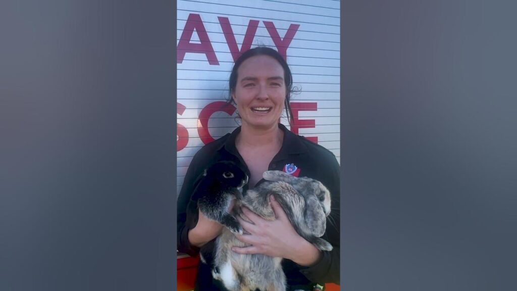 Firefighters save house and two pet bunnies in possible Lithium battery blaze