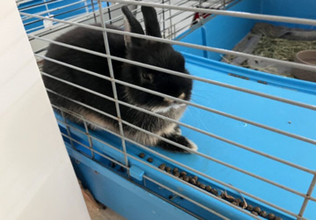 Hopping to the Rescue: Local Woman Leads Mission to Save Wilton Manors Rabbits
