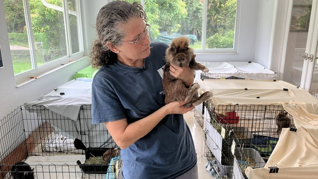 Hopping to the Rescue: Local Woman Leads Mission to Save Wilton Manors Rabbits