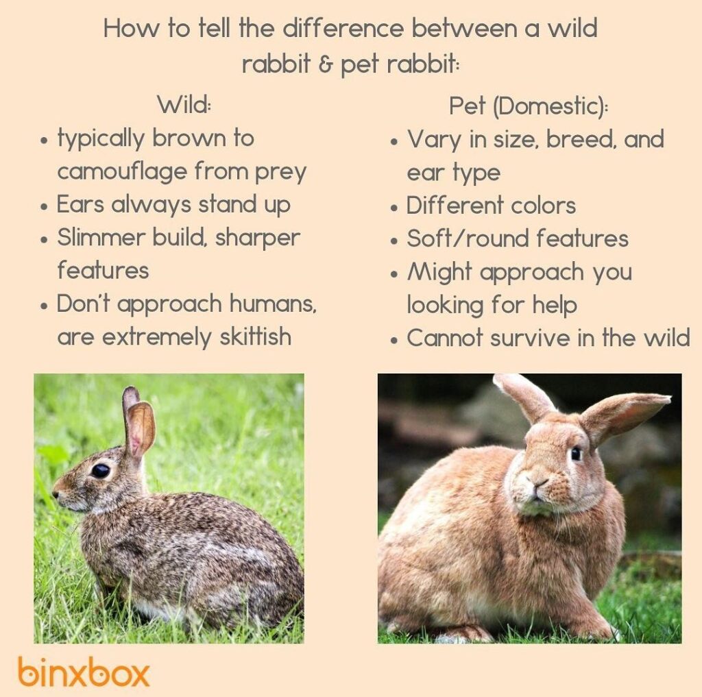 Knowing the differences between male and female rabbits can be important for pet owners and for identifying wild rabbits.