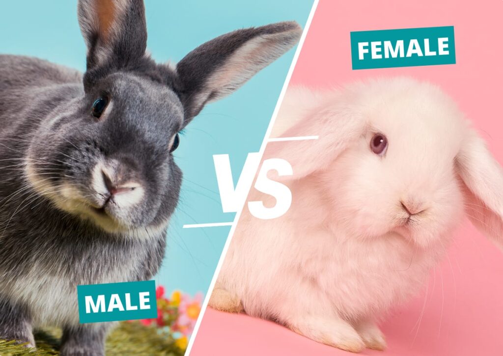 Knowing the differences between male and female rabbits can be important for pet owners and for identifying wild rabbits.