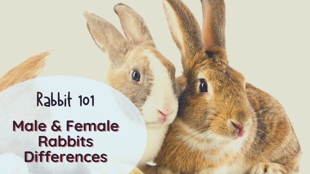 Knowing the differences between male and female rabbits can be important for pet owners and for identifying wild rabbits.