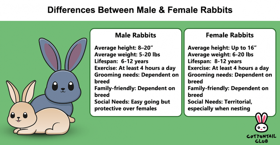 Knowing the differences between male and female rabbits can be important for pet owners and for identifying wild rabbits.