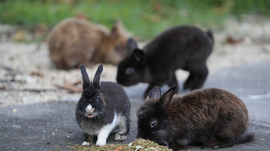 Lionhead Rabbits Taking Over a Florida Community: How to Help Rescue Them