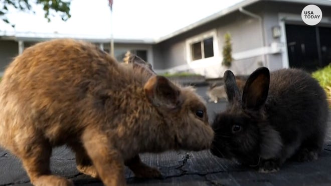 Lionhead Rabbits Taking Over a Florida Community: How to Help Rescue Them