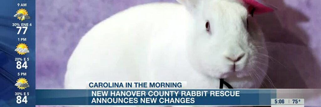 New Hanover County Rabbit Rescues New Changes