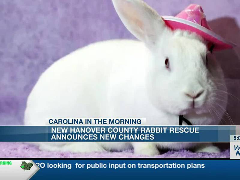 New Hanover County Rabbit Rescues New Changes