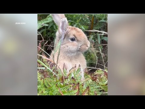 Rabbit Crisis: SF Animal Shelter Calls for Adoptions Amid Bunny Dumping in Parks