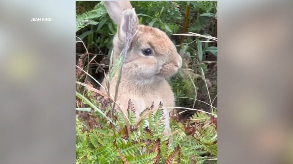 Rabbit Crisis: SF Animal Shelter Calls for Adoptions Amid Bunny Dumping in Parks