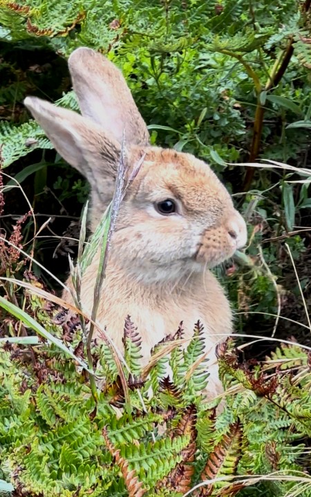 Rabbit Crisis: SF Animal Shelter Calls for Adoptions Amid Bunny Dumping in Parks