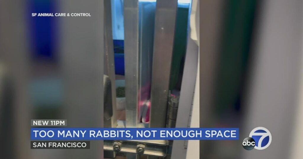 Rabbit Crisis: SF Animal Shelter Calls for Adoptions Amid Bunny Dumping in Parks