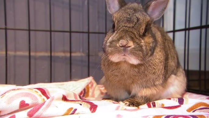 Rabbit Crisis: SF Animal Shelter Calls for Adoptions Amid Bunny Dumping in Parks