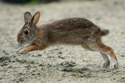 Rabbit Hemorrhagic Disease Virus Outbreak in Pennsylvanias Rabbit Population