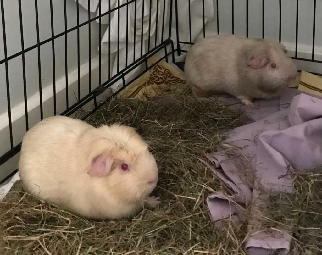 RSPCA rescues more than 80 guinea pigs and rabbits from Bognor Regis backyard