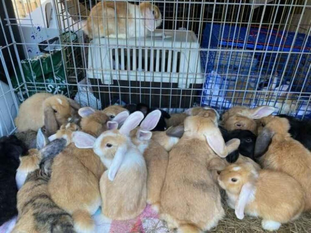 RSPCA rescues more than 80 guinea pigs and rabbits from Bognor Regis backyard