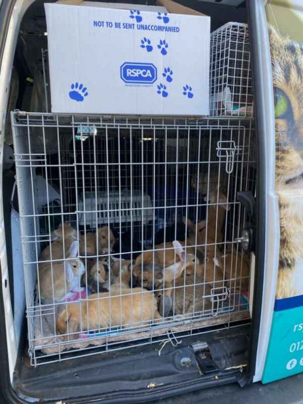 RSPCA rescues more than 80 guinea pigs and rabbits from Bognor Regis backyard