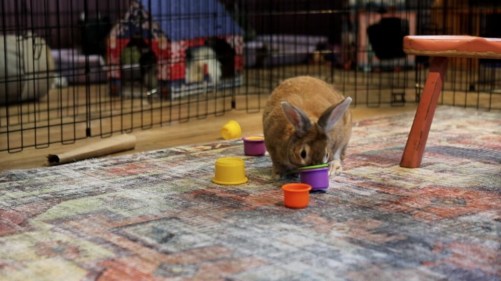 South Jersey bunny café helps rabbits find homes