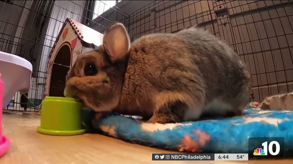South Jersey bunny café helps rabbits find homes