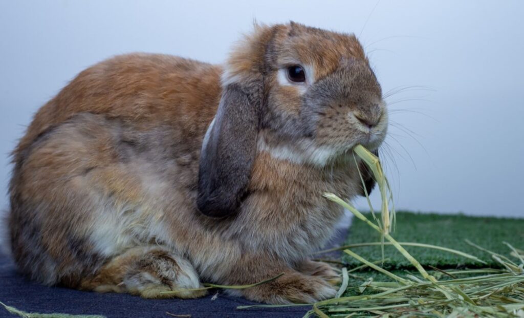 The Rabbit Dilemma: A Town in Florida Overrun by Rabbits