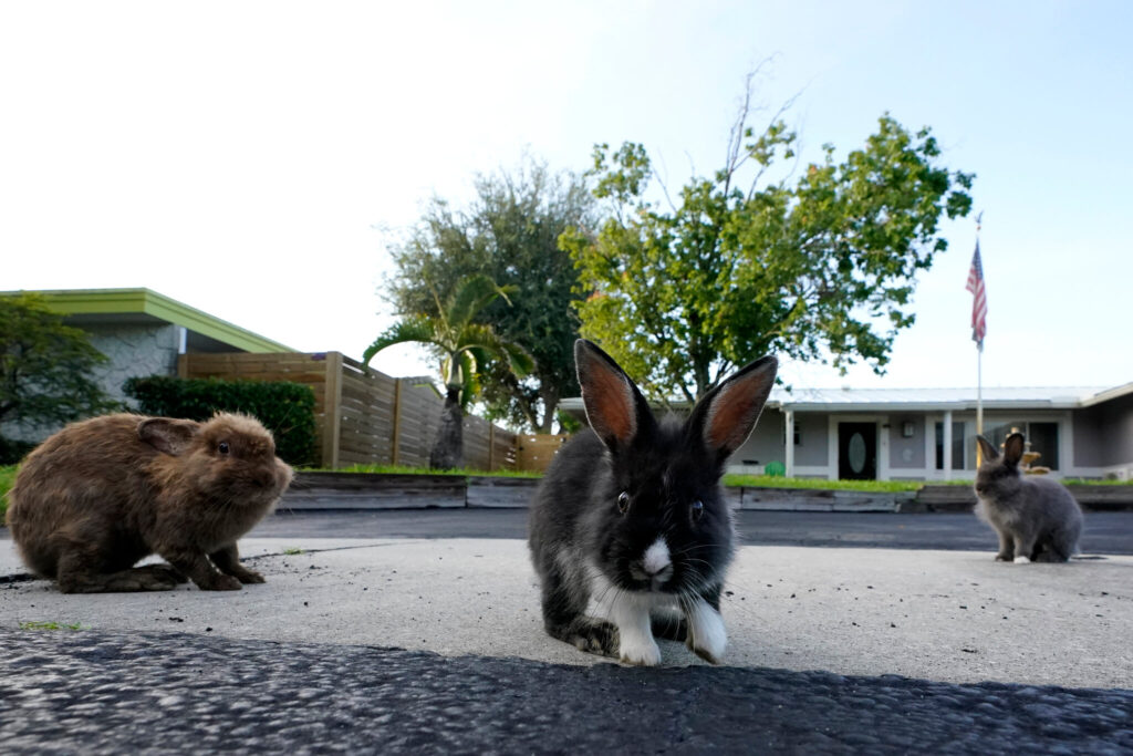 The Rabbit Dilemma: A Town in Florida Overrun by Rabbits