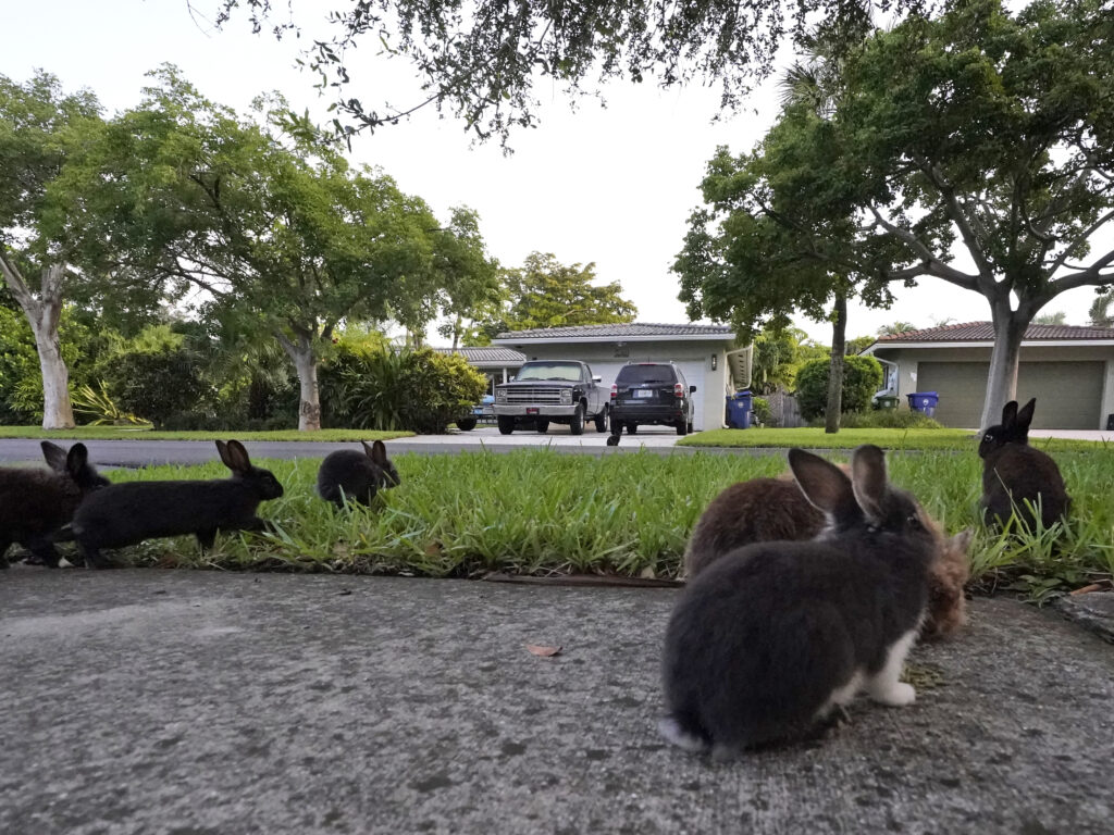 The Rabbit Dilemma: A Town in Florida Overrun by Rabbits