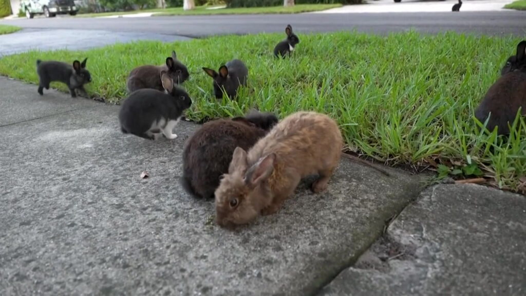 The Rabbit Dilemma: A Town in Florida Overrun by Rabbits