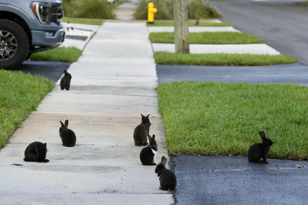 The Rabbit Dilemma: A Town in Florida Overrun by Rabbits