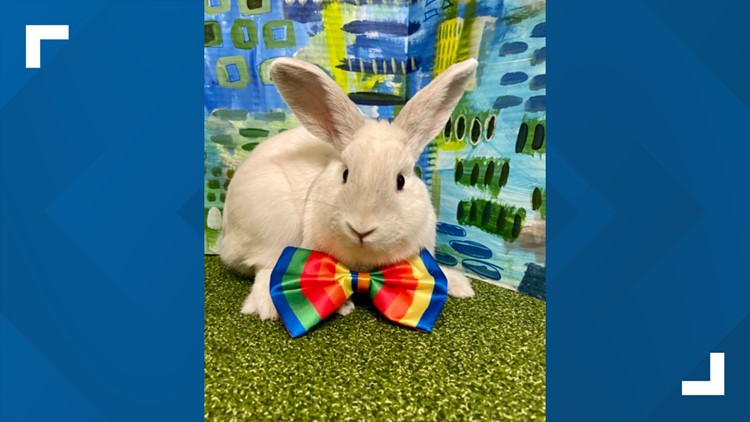 Jinglebells the Rabbit: Up for Adoption by Connecticut Humane Society