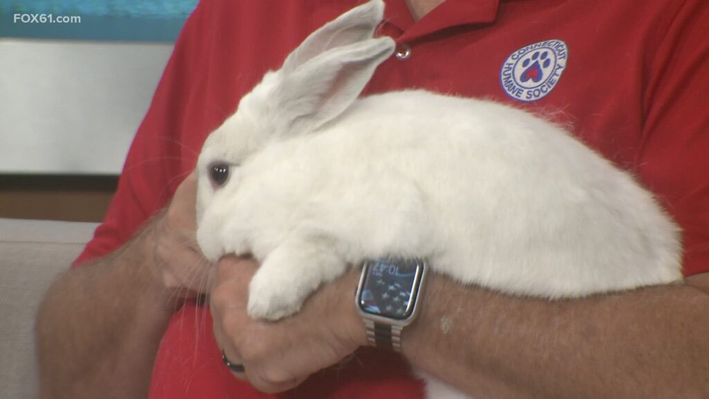 Jinglebells the Rabbit: Up for Adoption by Connecticut Humane Society