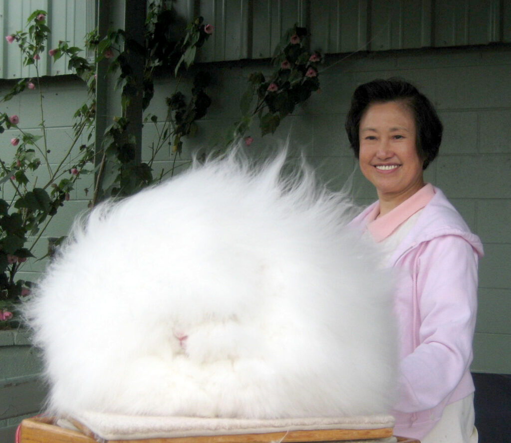 Rabbit with the Longest Fur Sets Guinness World Record