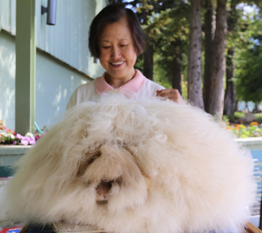 Rabbit with the Longest Fur Sets Guinness World Record