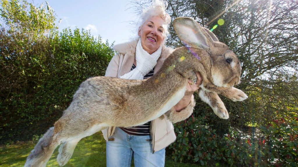 Rabbit with the Longest Fur Sets Guinness World Record