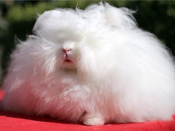 Rabbit with the Longest Fur Sets Guinness World Record