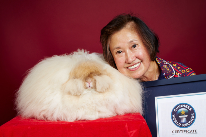 Rabbit with the Longest Fur Sets Guinness World Record