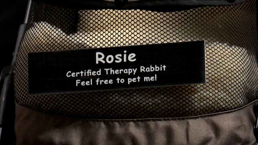 Wichita couple expands therapy bunny program