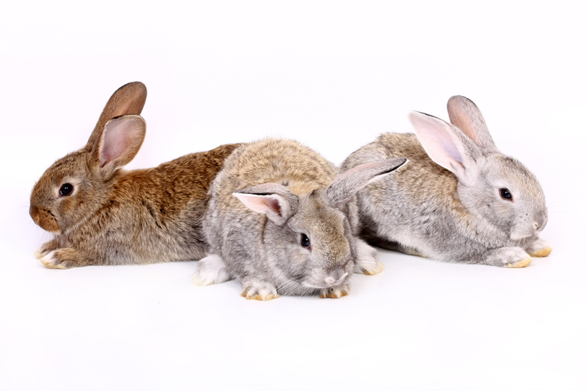 Rabbit Breeder Tips