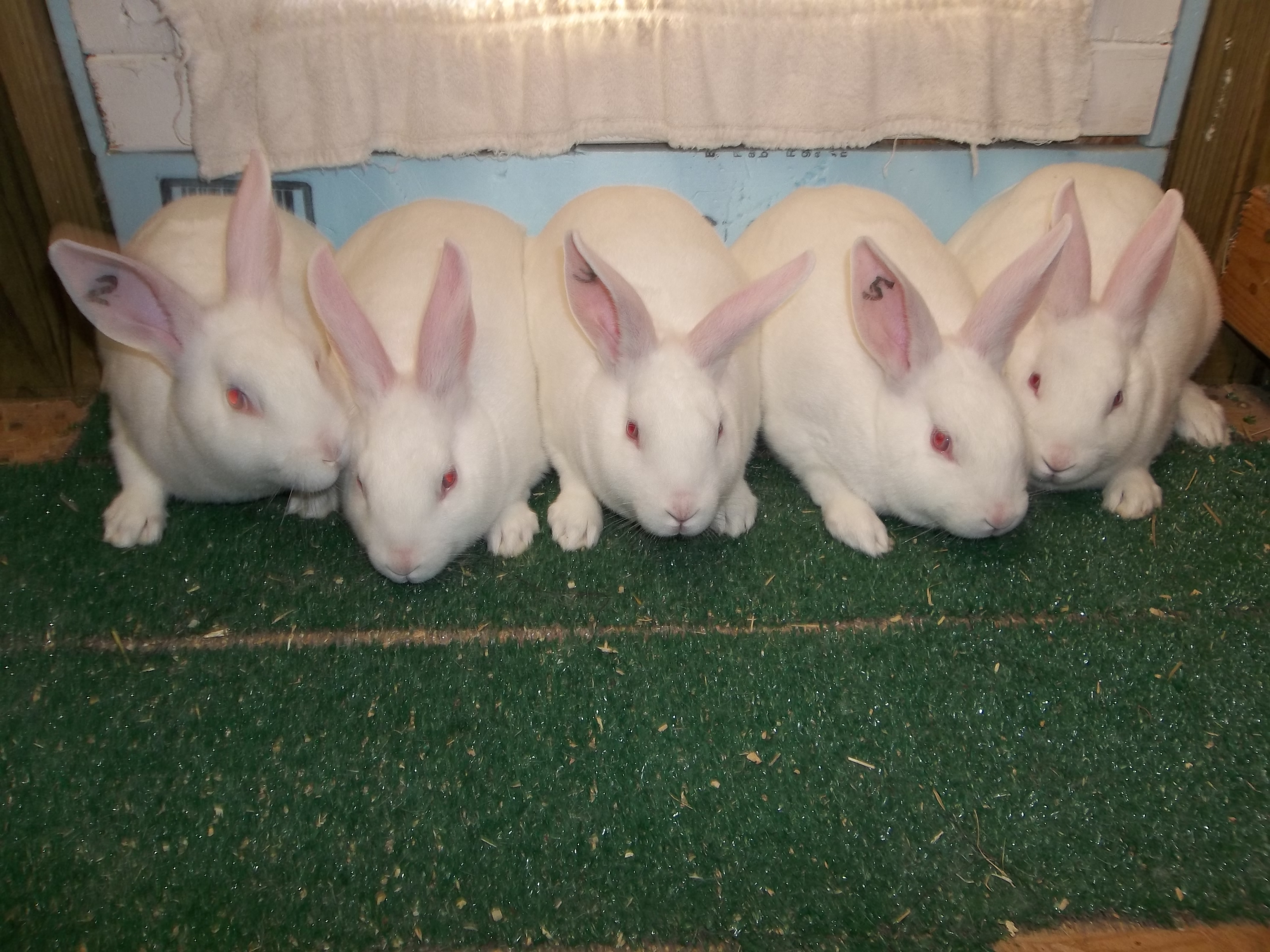 New Zealand Rabbits