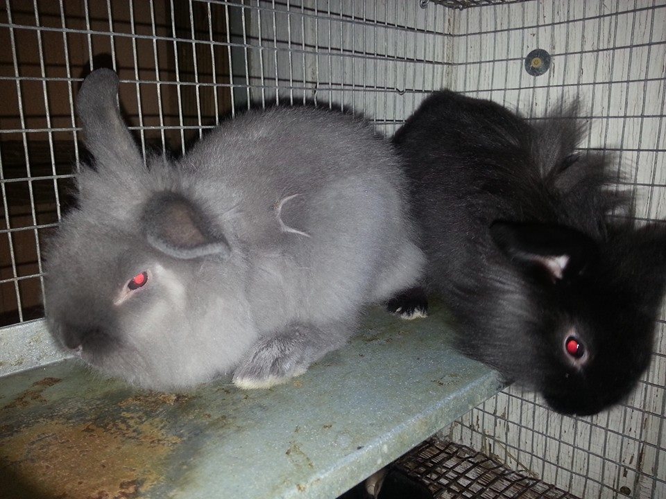 Lionhead Rabbits