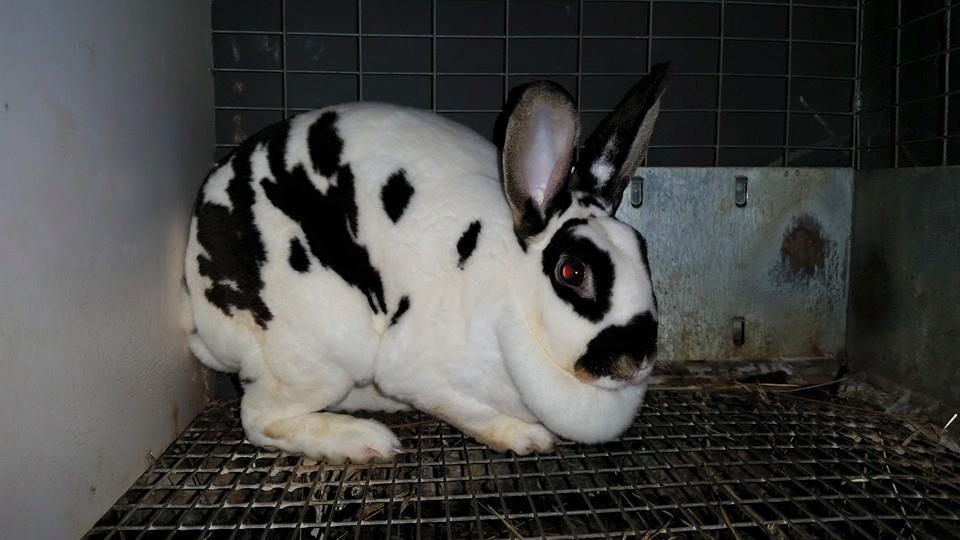 Mini Rex Rabbits