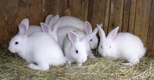 New Zealand Rabbits