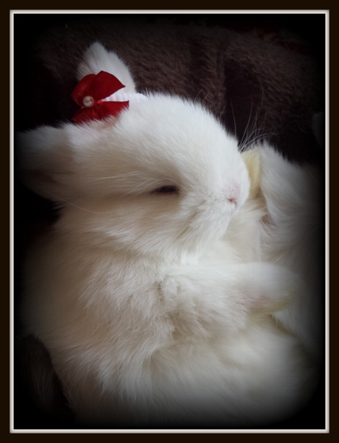 Holland Lop Rabbits